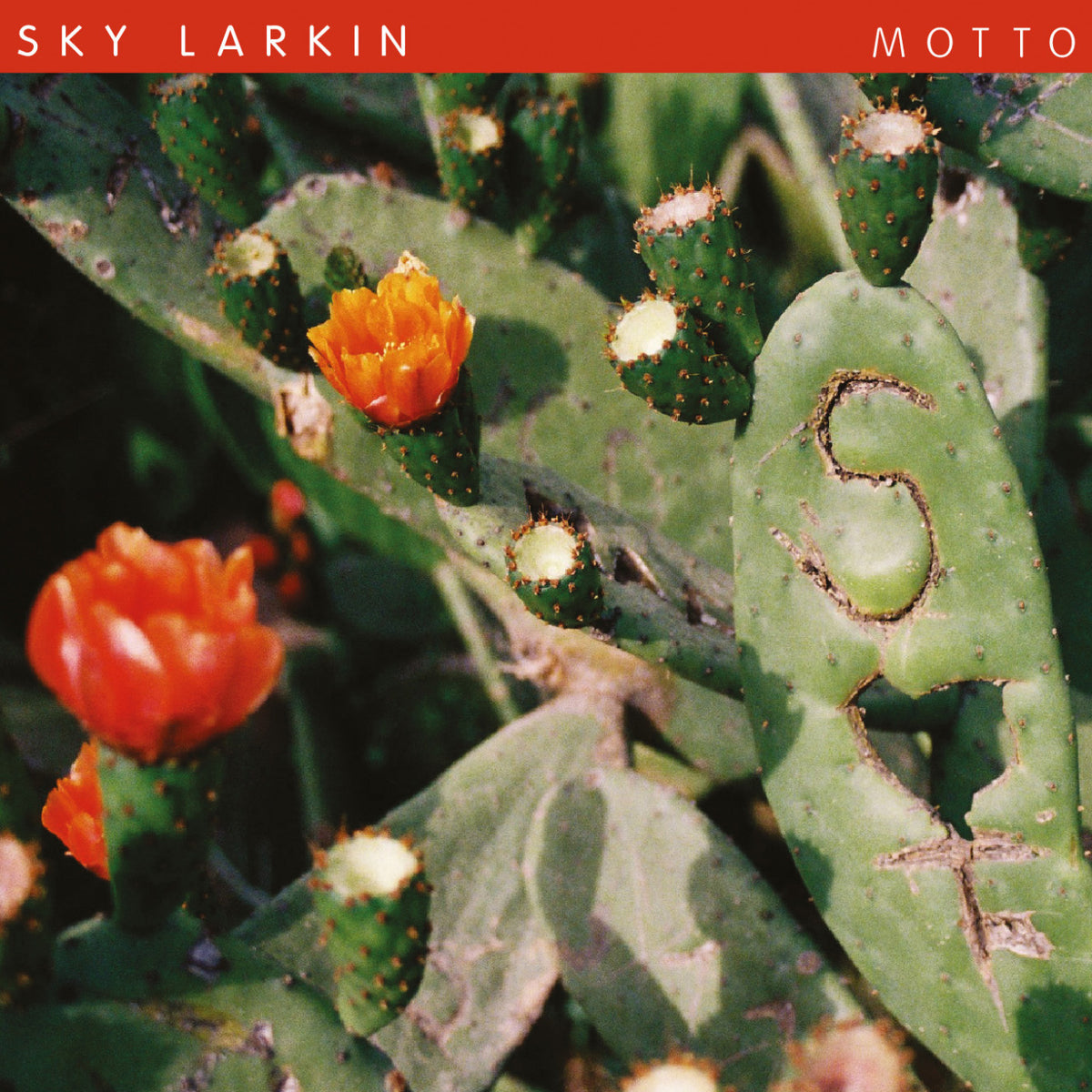 SKY LARKIN - MOTTO