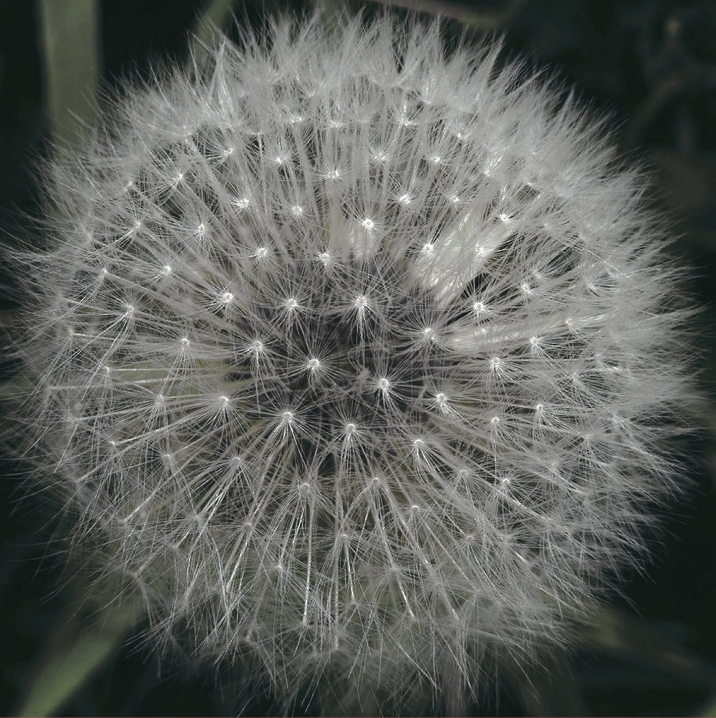 LEVITATION - MEANWHILE GARDENS