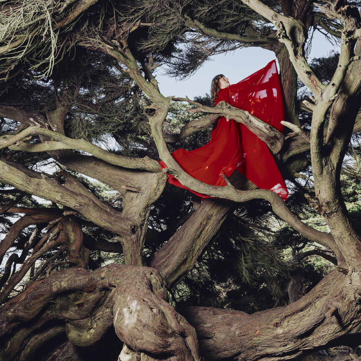 FRANCES, HANNAH - NESTED IN TANGLES