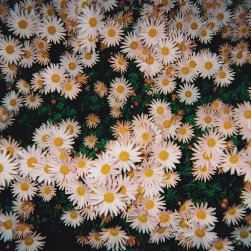 BAD BAD HATS - BAD BAD HATS (CD)